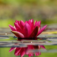 die Seerose