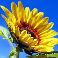 die Sonnenblume