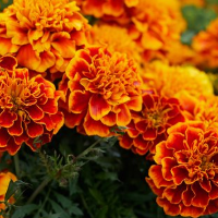 die Studentenblume