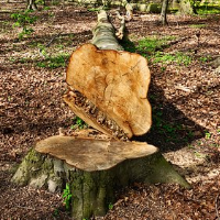 der Stumpf