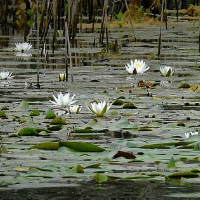 die Wasserlilie