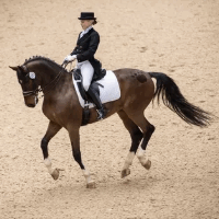 das Reiten