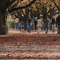 die Allee