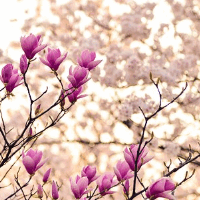 der Frühling