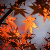 der Herbst