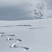 der Schnee