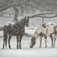 der Schneefall