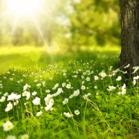 der Sommer